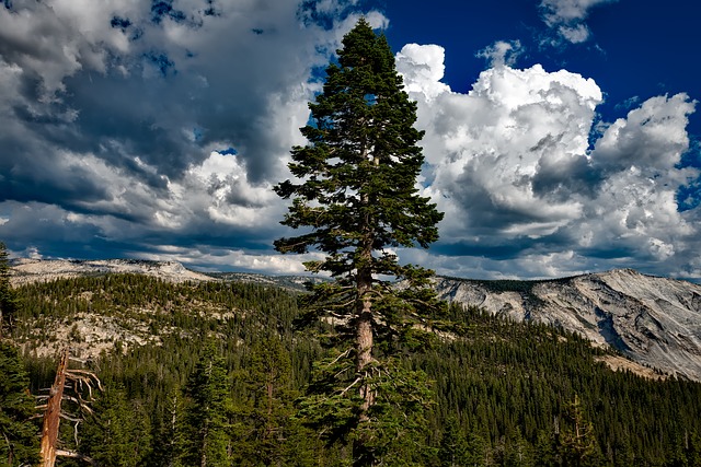 One tree stands taller than the others